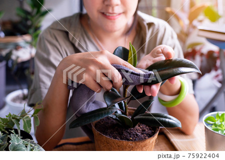 Hand woman using cloth wipe dust off leaves,Clean the leaves of houseplants,Plant Grooming Hand woman using cloth wipe dust off leaves,Clean the leaves of houseplants,Plant Grooming 75922404