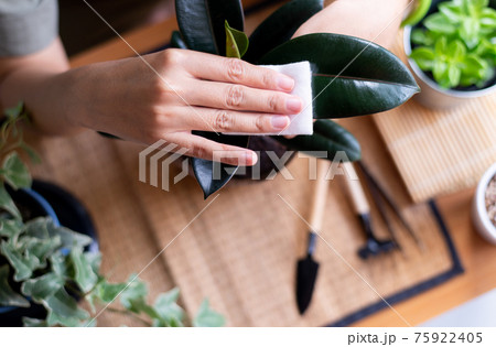 Hand woman using cloth wipe dust off leaves,Clean the leaves of houseplants,Plant Grooming 75922405