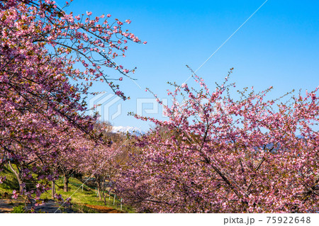 かわづ桜の丘と雪山 75922648