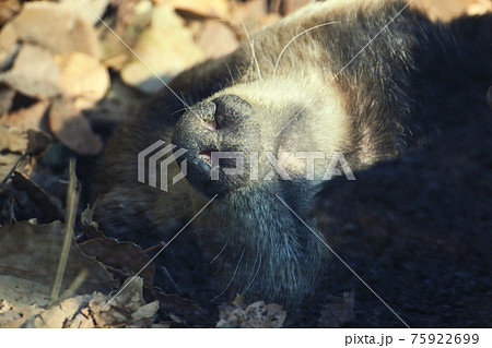 アナグマ　ぐっすり眠ったアナグマの鼻の穴のアップ。 75922699