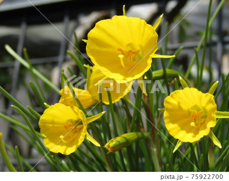 花　植物　 75922700