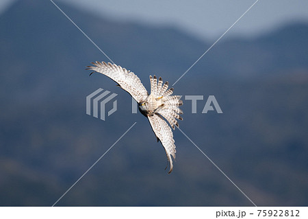 アクロバティックなポーズをするチョウゲンボウの写真素材