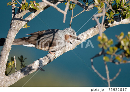 春、渡り途中に枝に止まるヒヨドリ 75922817