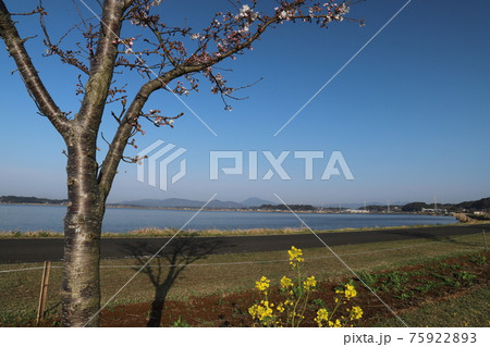 春の茨城絶景、霞ヶ浦湖畔からの筑波山 春の茨城絶景、霞ヶ浦湖畔からの筑波山 75922893