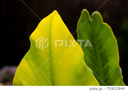 Closeup of green leaf on blurred background in garden at morning sunlight Closeup of green leaf on blurred background in garden at morning sunlight 75922944