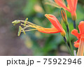 Eucrosia bicolor red flowers in the nature background 75922946