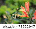 Eucrosia bicolor red flowers in the nature background 75922947