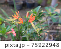 Eucrosia bicolor red flowers in the nature background 75922948