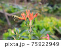 Eucrosia bicolor red flowers in the nature background 75922949