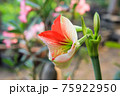 Hippeastrum johnsonii Bury beautiful flower in garden 75922950