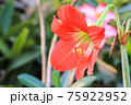Hippeastrum johnsonii Bury beautiful flower in garden 75922952