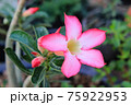 Desert Rose or Impala Lily flower in the garden 75922953
