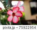 Desert Rose or Impala Lily flower in the garden 75922954