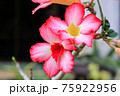 Desert Rose or Impala Lily flower in the garden 75922956