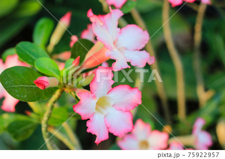 Desert Rose or Impala Lily flower in the garden 75922957