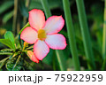 Desert Rose or Impala Lily flower in the garden 75922959
