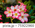 Desert Rose or Impala Lily flower in the garden 75922960