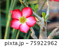 Desert Rose or Impala Lily flower in the garden 75922962