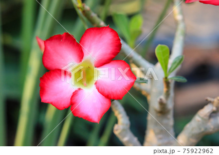 Desert Rose or Impala Lily flower in the garden 75922962