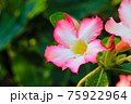 Desert Rose or Impala Lily flower in the garden 75922964