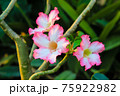 Desert Rose or Impala Lily flower in the garden 75922982
