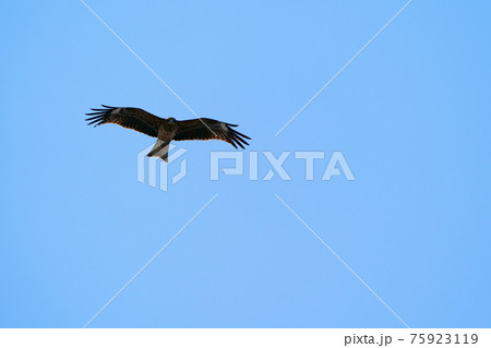 大空を旋回するトビ　北海道 75923119