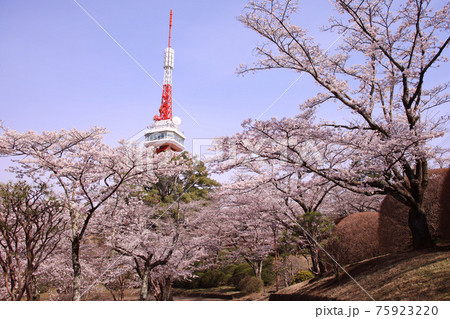 宇都宮市 八幡山公園の満開の桜と宇都宮タワーの写真素材