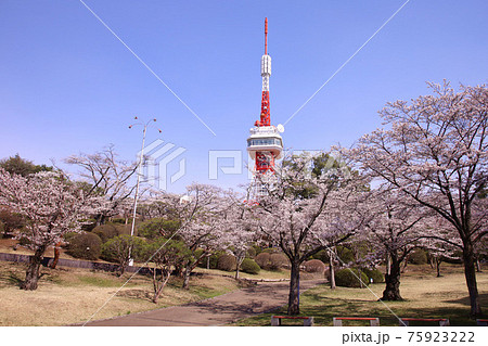 宇都宮市 八幡山公園の満開の桜と宇都宮タワーの写真素材