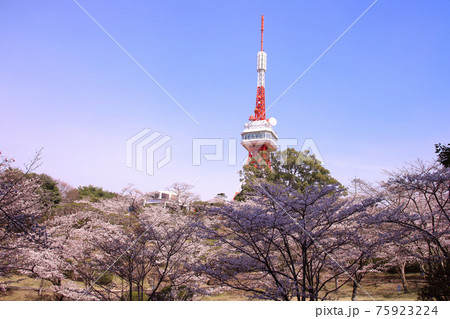 宇都宮市 八幡山公園の満開の桜と宇都宮タワーの写真素材