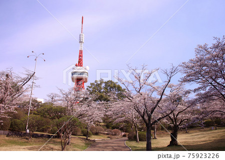 宇都宮市 八幡山公園の満開の桜と宇都宮タワーの写真素材 宇都宮市 八幡山公園の満開の桜と宇都宮タワーの写真素材