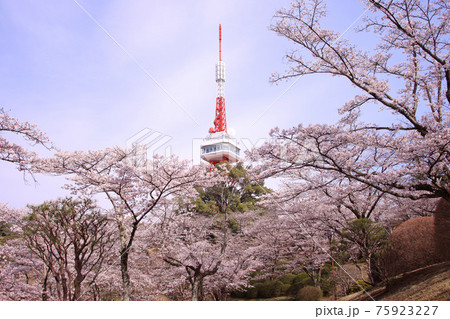 宇都宮市 八幡山公園の満開の桜と宇都宮タワーの写真素材