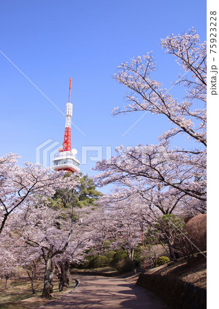 宇都宮市 八幡山公園の満開の桜と宇都宮タワーの写真素材 宇都宮市 八幡山公園の満開の桜と宇都宮タワーの写真素材