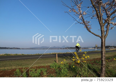 菜の花や桜咲くつくば霞ヶ浦りんりんロードを走るサイクリスト 75923329