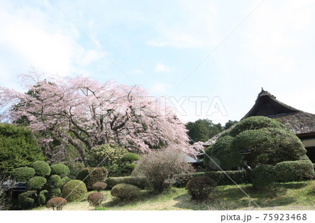 秩父宮記念公園の桜 75923468