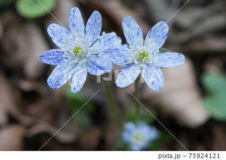 野に咲くきれいな花の写真素材