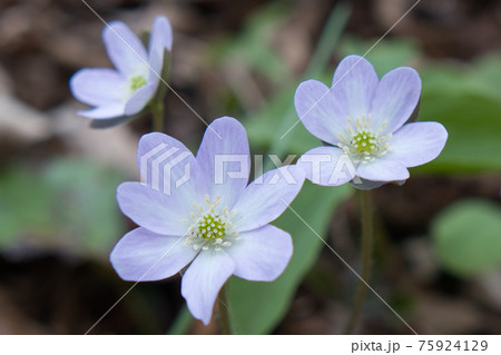 野に咲くきれいな花 75924129