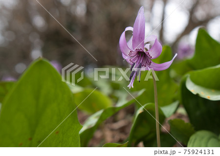 野に咲くきれいな花 野に咲くきれいな花 75924131