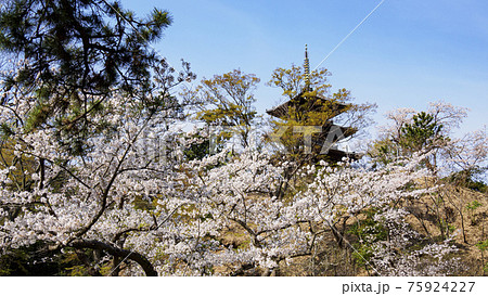 神奈川県横浜市の名勝地の三渓園の春 75924227