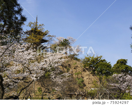 神奈川県横浜市の名勝地の三渓園の春 75924297