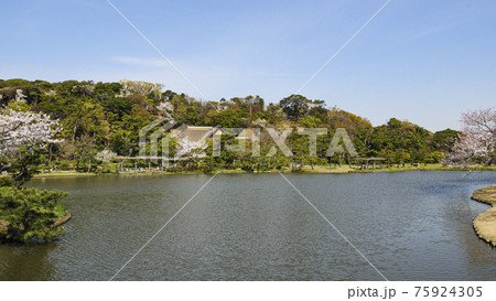 神奈川県横浜市の名勝地の三渓園の春 75924305