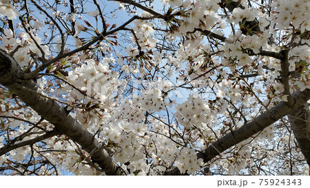 桜 75924343