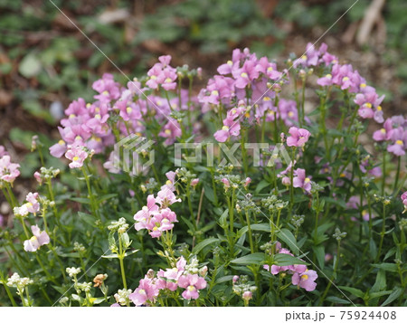 庭の花ロベリア 75924408