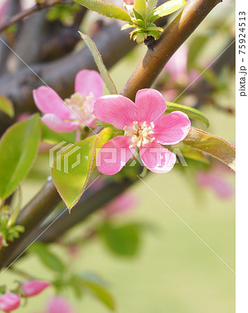 カリンの花 75924513