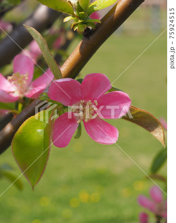 カリンの花の写真素材