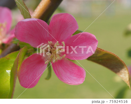 カリンの花 75924516