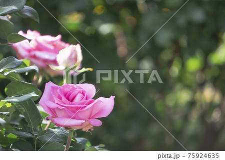 ピンクのバラをアップ 大宮花の丘農林公苑 埼玉県さいたま市 の写真素材