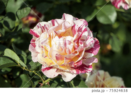 ピンクの斑入りの薔薇の花 大宮花の丘農林公苑 埼玉県さいたま市 の写真素材