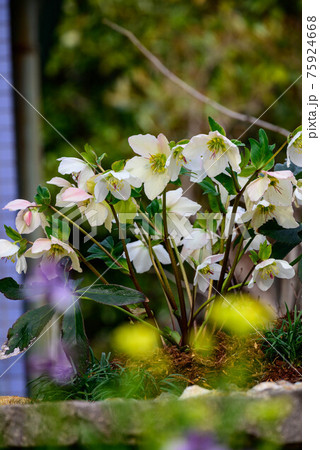 クリスマスローズ4 75924668