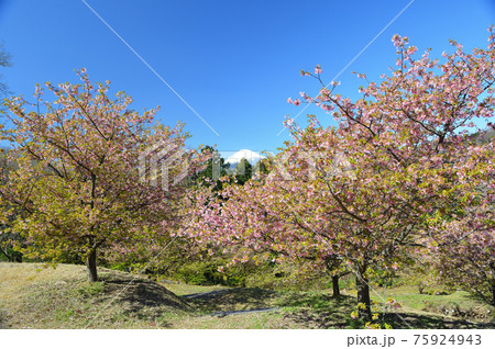おおいゆめの里の富士山と早咲きの桜 おおいゆめの里の富士山と早咲きの桜 75924943
