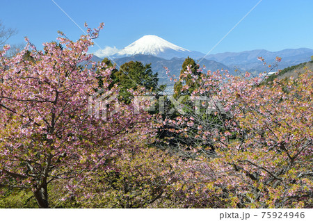 おおいゆめの里の富士山と早咲きの桜 75924946